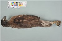 鳳頭蒼鷹藏品圖，第6張